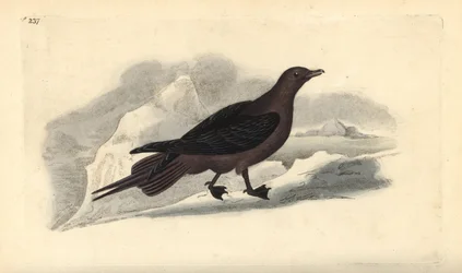 Loisjääkäri, Stercorarius parasiticus. Käsinvärinen kuparilevy, jonka on piirtänyt ja kaivertanut Edward Donovan omasta "British Birds -luonnonhistoriastaan", Lontoossa