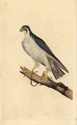 Muuttohaukka, Falco peregrinus, oksaan ketjutettuna. Käsinvärinen kuparilevy, jonka on piirtänyt ja kaivertanut Edward Donovan omasta "British Birds -luonnonhistoriastaan", Lontoossa