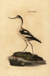 Pied avocet, Recurvirostra avocetta