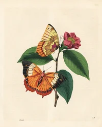 Tavallinen tawny rajah perhonen, Charaxes psaphon (Nymphalis bernardus) kamelialla. Kopioitu Edward Donovanin teoksesta An Epitome of the Natural History of the Insects of China