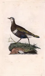 Plover. Eudromias morinellus (Charadrius morinellus). Edward Donovanin (1768-1837) kuparikaiverrus, julkaistu Natural History of British Birdsissa, Lontoossa