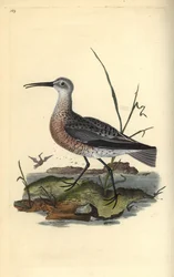 Pygmy tai pikkukihara, Numenius minutus. Käsinvärinen kuparilevy, jonka on piirtänyt ja kaivertanut Edward Donovan omasta "British Birds -luonnonhistoriastaan", Lontoossa