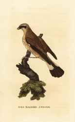 Punaselkäristikko, Lanius collurio