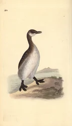 Punakaulavire (naaras), Podiceps grisegena. Käsinvärinen kuparilevy, jonka on piirtänyt ja kaivertanut Edward Donovan omasta "British Birds -luonnonhistoriastaan", Lontoossa