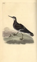 Punakaulainen phalarope, Phalaropus lobatus. Käsinvärinen kuparilevy, jonka on piirtänyt ja kaivertanut Edward Donovan omasta "British Birds -luonnonhistoriastaan", Lontoossa