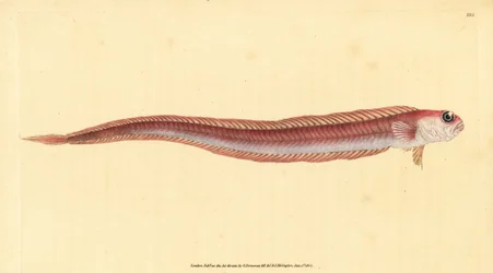 Punainen nauhakala, Cepola macrophthalma (Rubescent band-fish, Cepola rubescens). Käsinvärinen kuparilevy, jonka on piirtänyt ja kaivertanut Edward Donovan teoksestaan Natural History of British Fishes, Donovan and F.C. ja J. Rivington, Lontoo