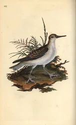 Punainen phalarope, Phalaropus fulicarius. Käsinvärinen kuparilevy, jonka on piirtänyt ja kaivertanut Edward Donovan omasta "British Birds -luonnonhistoriastaan", Lontoossa