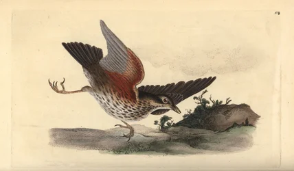 Redwing, Turdus iliacus. Käsinvärinen kuparilevy, jonka on piirtänyt ja kaivertanut Edward Donovan omasta "British Birds -luonnonhistoriastaan", Lontoossa