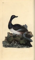 Rengaskaula-ankka, Aythya collaris. Käsinvärinen kuparilevy, jonka on piirtänyt ja kaivertanut Edward Donovan omasta "British Birds -luonnonhistoriastaan", Lontoossa