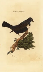 Ring ouzel, Turdus torquatus