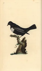 Ring ouzel, Turdus torquatus. Käsinvärinen kuparilevy, jonka on piirtänyt ja kaivertanut Edward Donovan omasta "British Birds -luonnonhistoriastaan", Lontoossa