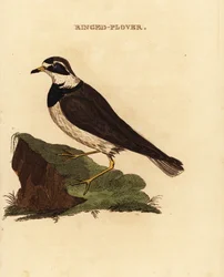 Rengaspoika, Charadrius hiaticula