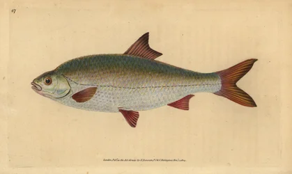 Särki, Rutilus rutilus (Cyprinus ritulus). Käsinvärinen kuparilevy, jonka on piirtänyt ja kaivertanut Edward Donovan teoksestaan Natural History of British Fishes, Donovan and F.C. ja J. Rivington, Lontoo