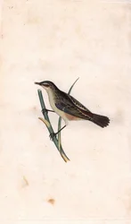 Varren phragmiitti. Acrocephalus schoenobaenus (Motacilla salicaria). Edward Donovanin (1768-1837) kuparikaiverrus, julkaistu Natural History of British Birdsissa, Lontoossa