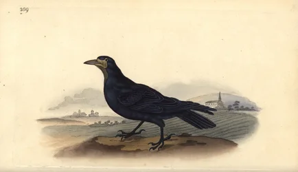 Harakka, Corvus frugilegus. Edward Donovanin käsin piirtämä ja kaiverrettu kuparilevy omasta "Natural History of British Birds" -teoksestaan, Lontoo.