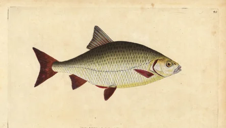 Rudd, Scardinius erythrophthalmus (Red eye, Cyprinus erythrophthalmus). Käsinvärinen kuparilevy, jonka on piirtänyt ja kaivertanut Edward Donovan teoksestaan Natural History of British Fishes, Donovan and F.C. ja J. Rivington, Lontoo