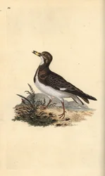 Ruddy turnstone, Arenaria interpres. Käsinvärinen kuparilevy, jonka on piirtänyt ja kaivertanut Edward Donovan omasta "British Birds -luonnonhistoriastaan", Lontoossa