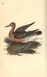 Ruff, Philomachus pugnax, naaras. Käsinvärinen kuparilevy, jonka on piirtänyt ja kaivertanut Edward Donovan omasta "British Birds -luonnonhistoriastaan", Lontoossa