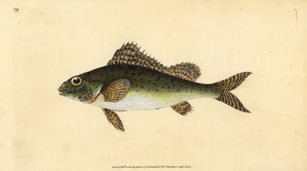 Ruffe, Gymnocephalus cernua (Perca cernua). Käsinvärinen kuparilevy, jonka on piirtänyt ja kaivertanut Edward Donovan teoksestaan Natural History of British Fishes, Donovan and F.C. ja J. Rivington, Lontoo