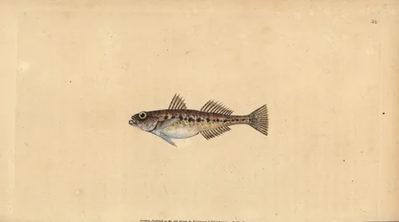 Hiekkapää, Pomatoschistus minutus (täpläkäri, Gobius minutus). Käsinvärinen kuparilevy, jonka on piirtänyt ja kaivertanut Edward Donovan teoksestaan Natural History of British Fishes, Donovan and F.C. ja J. Rivington, Lontoo