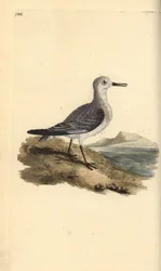 Sanderling, Calidris alba. Käsinvärinen kuparilevy, jonka on piirtänyt ja kaivertanut Edward Donovan omasta "British Birds -luonnonhistoriastaan", Lontoossa