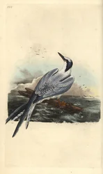 Riuttatiira, Thalasseus sandvicensis. Edward Donovanin käsin väritetty kuparipiirros, jonka hän piirsi ja kaiversi oman teoksensa ”Natural History of British Birds” pohjalta, Lontoo