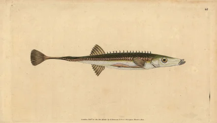 Meritikku, Spinachia spinachia (Fifteen-spined stickleback, Gasterosteus spinachia). Käsinvärinen kuparilevy, jonka on piirtänyt ja kaivertanut Edward Donovan teoksestaan Natural History of British Fishes, Donovan and F.C. ja J. Rivington, Lontoo