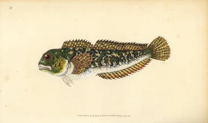 Shanny, Lipophrys pholis (Smooth blenny, Blennius pholis). Käsinvärinen kuparilevy, jonka on piirtänyt ja kaivertanut Edward Donovan teoksestaan Natural History of British Fishes, Donovan and F.C. ja J. Rivington, Lontoo