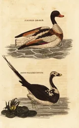 Shelduck, Tadorna tadorna ja pitkähäntäsorkka, Clangula hyemalis