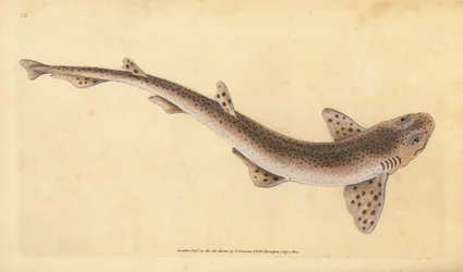 Pilkkuhartia, Scyliorhinus canicula (pienipilkkuinen hai, Squalus catulus). Edward Donovanin käsin väritetty, piirtämä ja kaivertama kuparipiirros hänen teoksestaan Natural History of British Fishes, Donovan ja F.C. ja J. Rivington, Lontoo