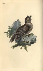 Pienempi kynä- tai siperianpöllö, Strix pulchella. (Scops pöllö, Otus scops?) Edward Donovanin piirtämä ja kaivertama käsinvärinen kuparilevy omasta "British Birds -luonnonhistoriastaan", Lontoossa