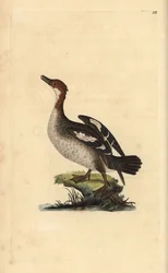 Smew, Mergellus albellus, naaras. Käsinvärinen kuparilevy, jonka on piirtänyt ja kaivertanut Edward Donovan omasta "British Birds -luonnonhistoriastaan", Lontoossa