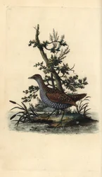 Täpläkärki, Porzana porzana. Käsinvärinen kuparilevy, jonka on piirtänyt ja kaivertanut Edward Donovan omasta "British Birds -luonnonhistoriastaan", Lontoossa