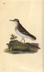 Täpläpiippu, Actitis macularia. Käsinvärinen kuparilevy, jonka on piirtänyt ja kaivertanut Edward Donovan omasta "British Birds -luonnonhistoriastaan", Lontoossa
