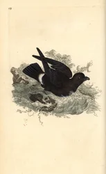 Myrskypentu, Hydrobates pelagicus. Käsinvärinen kuparilevy, jonka on piirtänyt ja kaivertanut Edward Donovan omasta "British Birds -luonnonhistoriastaan", Lontoossa