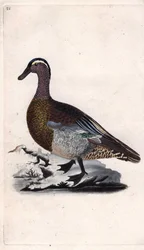 Kesä sinivihreä. Anas querquedula. Edward Donovanin (1768-1837) kuparikaiverrus, julkaistu Natural History of British Birdsissa, Lontoossa