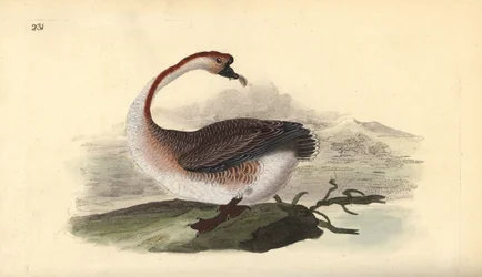 Joutsenhanhi, Anser cygnoides, haavoittuvainen. Käsinvärinen kuparilevy, jonka on piirtänyt ja kaivertanut Edward Donovan omasta "British Birds -luonnonhistoriastaan", Lontoossa