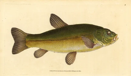 Suutari, Tinca tinca (Cyprinus tinca). Käsinvärinen kuparilevy, jonka on piirtänyt ja kaivertanut Edward Donovan teoksestaan Natural History of British Fishes, Donovan and F.C. ja J. Rivington, Lontoo