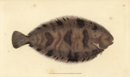 Paksupohja, Microchirus variegatus (kirjava pohja, Pleuronectes variegatus). Käsinvärinen kuparilevy, jonka on piirtänyt ja kaivertanut Edward Donovan teoksestaan Natural History of British Fishes, Donovan and F.C. ja J. Rivington, Lontoo