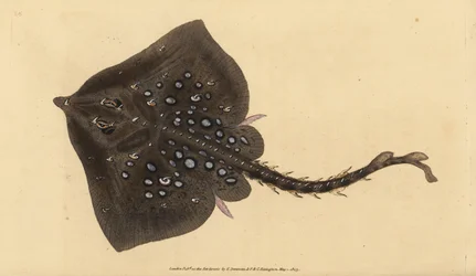 Piikkiluistelija, Raja clavata. Lähes uhanalainen. Edward Donovanin käsin piirtämä ja kaiverrettu kuparilevy teoksesta Natural History of British Fishes, Donovan and F.C. and J. Rivington, Lontoo.