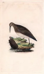 Pieni nokka. Calidris minutilla (Tringa cinclus). Edward Donovanin (1768-1837) kuparikaiverrus, julkaistu Natural History of British Birdsissä, Lontoossa