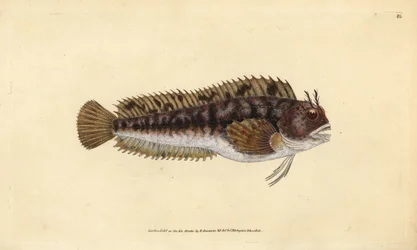 Tompot blenny, Parablennius gattorugine (Gattorugine, Blennius gattorugine). Käsinvärinen kuparilevy, jonka on piirtänyt ja kaivertanut Edward Donovan teoksestaan Natural History of British Fishes, Donovan and F.C. ja J. Rivington, Lontoo