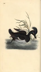 Tuftattu ankka, Aythya fuligula. Käsinvärinen kuparilevy, jonka on piirtänyt ja kaivertanut Edward Donovan omasta "British Birds -luonnonhistoriastaan", Lontoossa