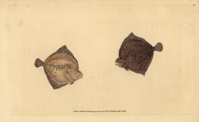 piikkikampela, Scophthalmus maximus (Cyclops flounder, Pleuronectes cyclops). Edward Donovanin käsin piirtämä ja kaiverrettu kuparilevy teoksesta Natural History of British Fishes, Donovan and F.C. and J. Rivington, Lontoo.