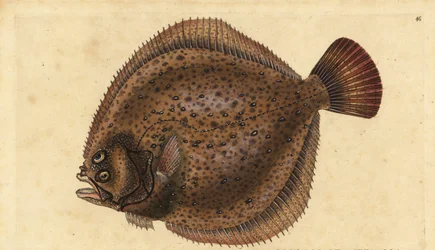 Piikkikampela, Scophthalmus maximus (Pleuronectes maximus). Käsinvärinen kuparilevy, jonka on piirtänyt ja kaivertanut Edward Donovan teoksestaan Natural History of British Fishes, Donovan and F.C. ja J. Rivington, Lontoo