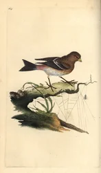 Twite, Carduelis flavirostris. Käsinvärinen kuparilevy, jonka on piirtänyt ja kaivertanut Edward Donovan omasta "British Birds -luonnonhistoriastaan", Lontoossa
