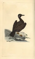 Wagel-lokki, Larus marinuksen poika. Käsinvärinen kuparilevy, jonka on piirtänyt ja kaivertanut Edward Donovan omasta "British Birds -luonnonhistoriastaan", Lontoossa
