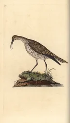 Whimbrel, Numenius phaeopus. Käsinvärinen kuparilevy, jonka on piirtänyt ja kaivertanut Edward Donovan omasta "British Birds -luonnonhistoriastaan", Lontoossa