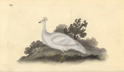 Valkohärkälintu (naaras), Pavo cristatus. Edward Donovanin käsin piirtämä ja kaiverrettu kuparilevy omasta "Natural History of British Birds" -teoksestaan, Lontoo.