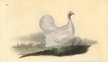 Valkoinen kalkkuna, Melagris gallopavo (muunnelma). Käsinvärinen kuparilevy, jonka on piirtänyt ja kaivertanut Edward Donovan omasta "British Birds -luonnonhistoriastaan", Lontoossa